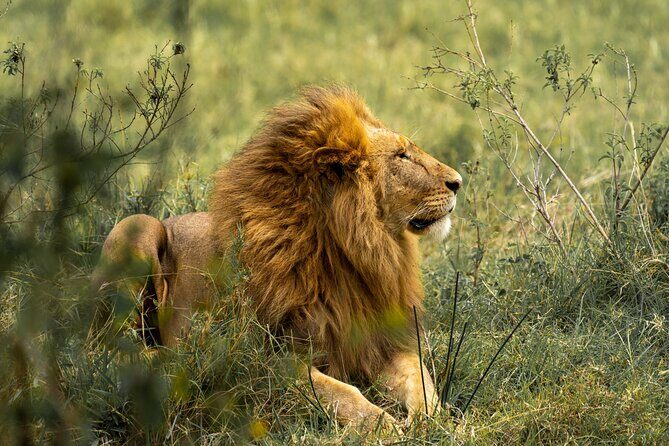 2 Days Tanzania Midrange Group Join Safari - Introduction