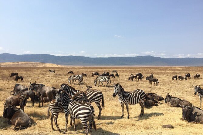 2 Days Tanzania Midrange Group Join Safari - Who Is This Tour Best Suited For?