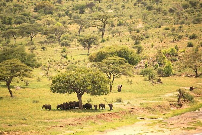 2 Days Tanzania Safari - Day 1: Lake Manyara — Nature’s Drama in a Small Package