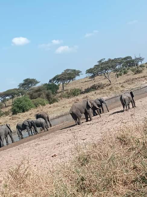 2 days tanzania safari from zanzibar - An Immersive Safari in Just Two Days