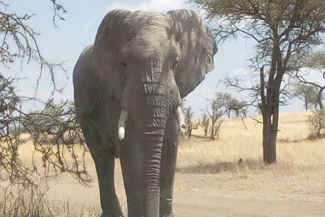 2 Days Tanzania Safari - Lake Manyara and Tarangire National Park - Day 1: From Arusha to Lake Manyara
