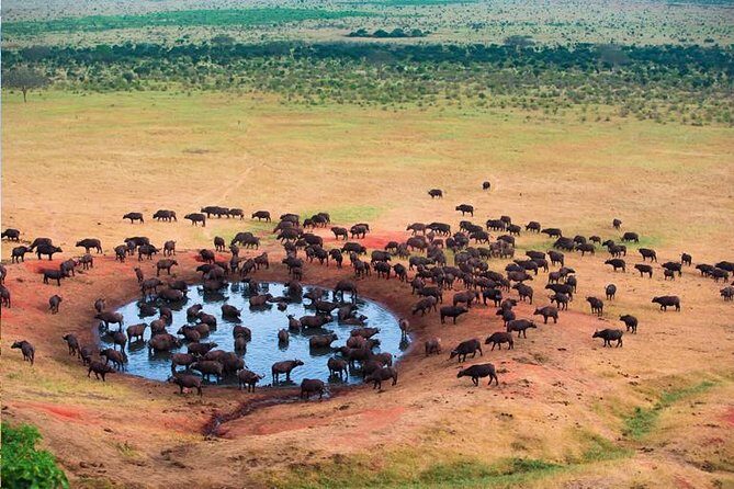 2 Days Tanzania Safari - Lake Manyara and Tarangire National Park - The Heart of the Experience: What Makes It Stand Out?