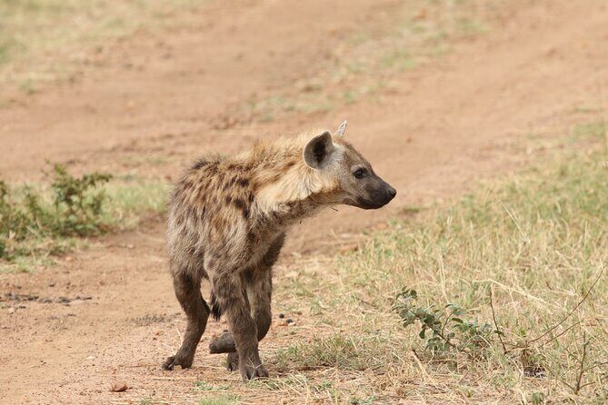 2 Days Tarangire and Ngorongoro Group Camping Safari - An In-Depth Look at the Safari Itinerary