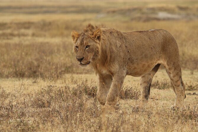 2 Days Tarangire and Ngorongoro Group Camping Safari - Final Thoughts: Who Will Love This Safari?