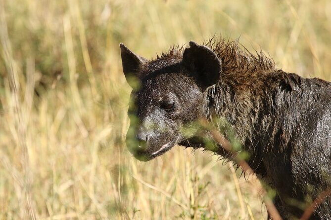 2 Days Tarangire and Ngorongoro Group Camping Safari - FAQ