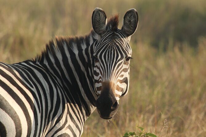 2 Days Tarangire and Ngorongoro Mid-Range Group Safari - Key Points
