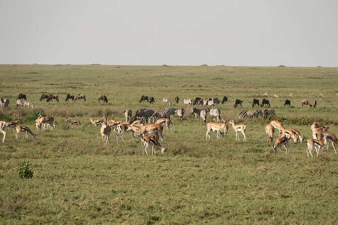 2 Days Tarangire and Ngorongoro Mid-Range Group Safari - Day 1: From Arusha to Tarangire National Park