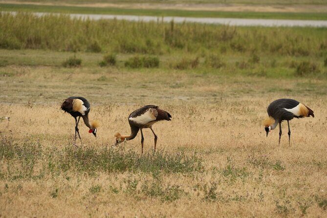 2 Days Tarangire and Ngorongoro Mid-Range Group Safari - Why Travelers Love This Tour