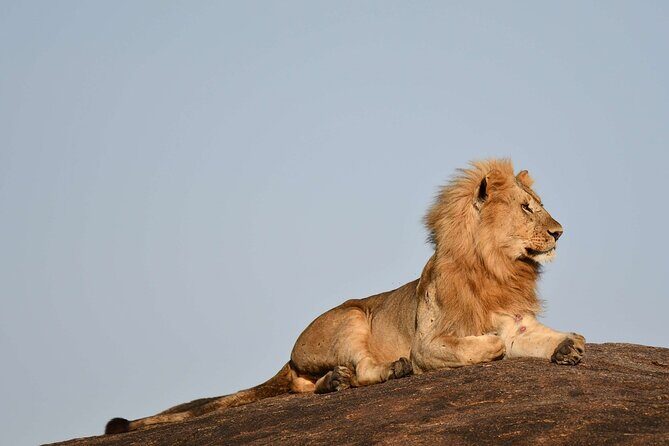 2 Days Tarangire and Ngorongoro Safari from Zanzibar - Customer Experiences: What Travelers Say