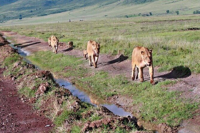2 Days Tarangire and Ngorongoro Safari from Zanzibar - Pricing and Value