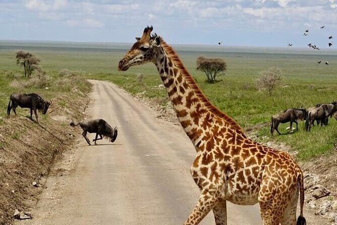 2 days Tarangire and Ngorongoro short safari - FAQ