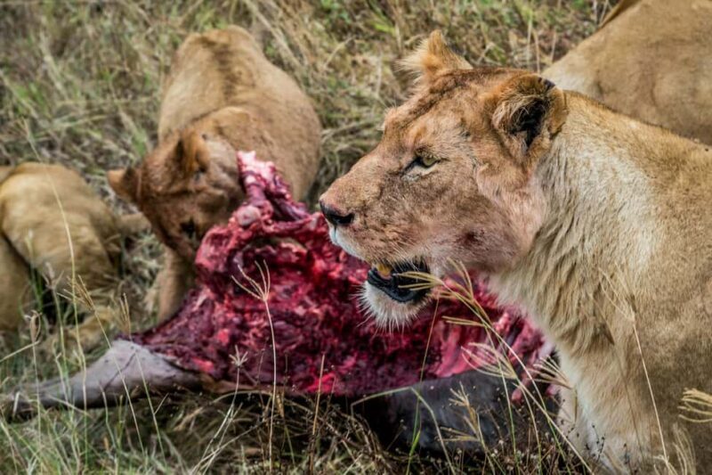 2 Days Tarangire & Ngorongoro Crater - A Closer Look at the Itinerary