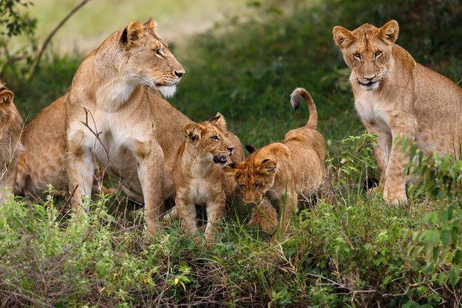 2 Days Theatre of The Wild Tsavo Experience - Exploring the 2 Days Theatre of The Wild Tsavo Experience