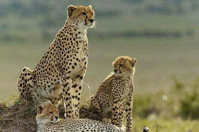 2 Days Theatre of The Wild Tsavo Experience - A Closer Look at the Itinerary