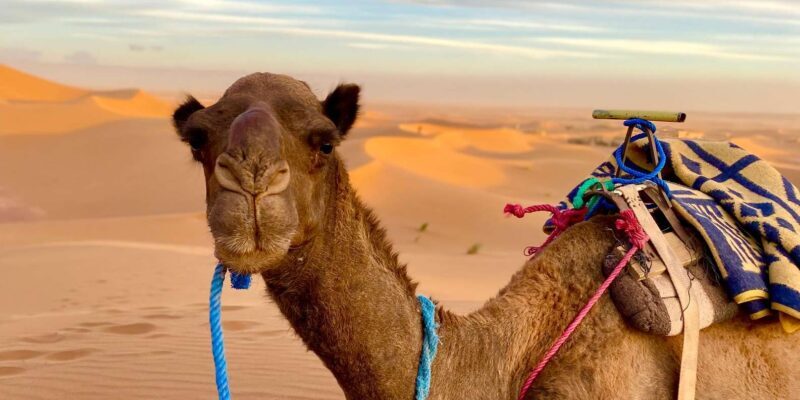 2 Days to Zagora Desert tour - ait ben haddou - The Sum Up