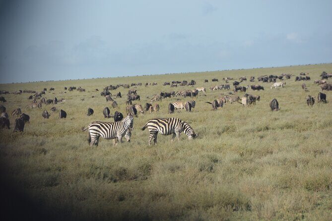 2 Days Tour From Zanzibar to Nyerere National Park (Selous GR) - Who Is This Tour Best For?