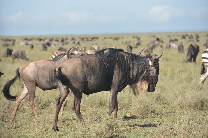 2 Days Tour From Zanzibar to Nyerere National Park (Selous GR) - The Sum Up