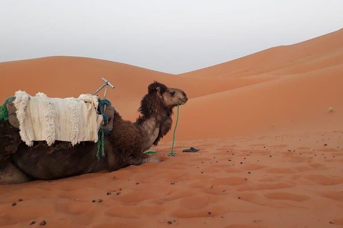 2 days trip from Fez to the desert, including a night in the Haima - Key Points