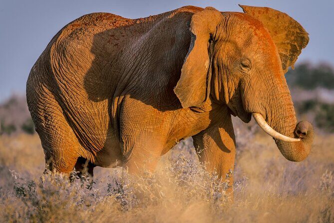 2 Days Tsavo East and Ngutuni Sanctuary starting from Mombasa. - An Honest Look at the 2 Days Tsavo East and Ngutuni Sanctuary Tour from Mombasa