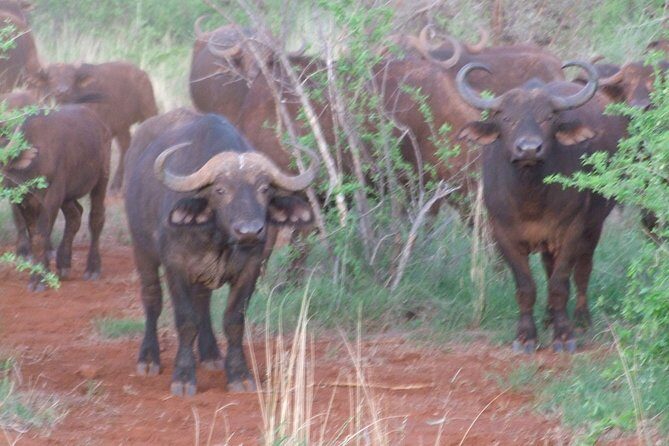 2 Days Tsavo East and Ngutuni Sanctuary starting from Mombasa. - Exploring the Itinerary in Detail