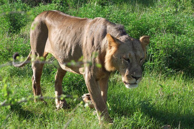 2 Days Tsavo East and Ngutuni Sanctuary starting from Mombasa. - The Authentic Safari Experience