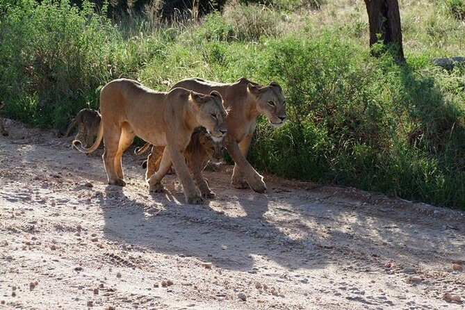 2 Days Tsavo East and Ngutuni Sanctuary starting from Mombasa. - Who Should Consider This Safari?