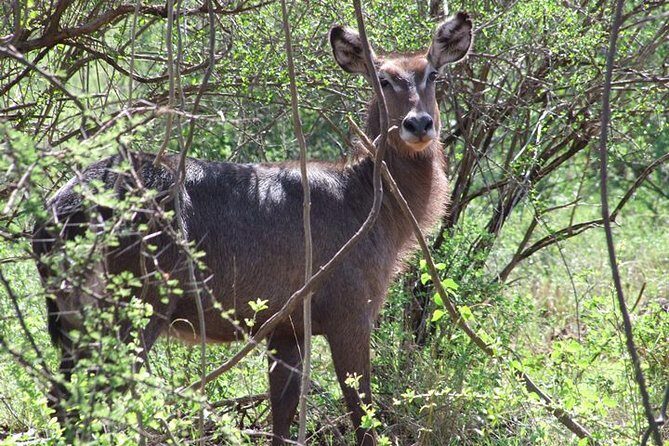 2 Days Tsavo East and Ngutuni Sanctuary starting from Mombasa. - Final Thoughts