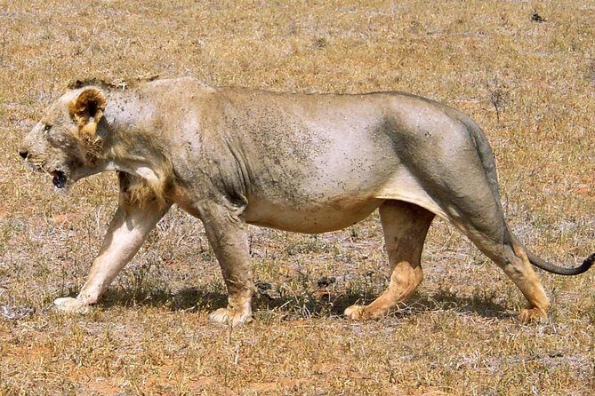 2 Days Tsavo east Jeep Safari (minimum 2 persons) - Value and Pricing