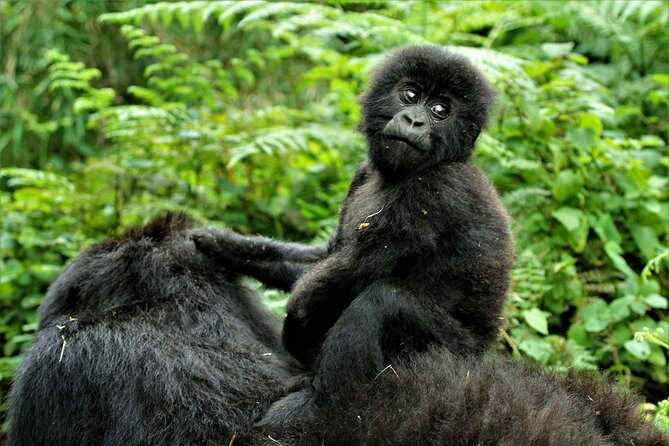 2 days Uganda Gorilla trekking - Key Points