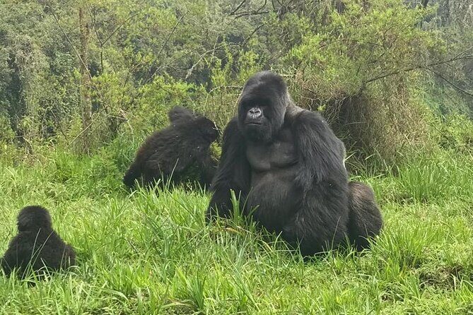 2 days Uganda Gorilla trekking - The Value Proposition: More Than Just a Price