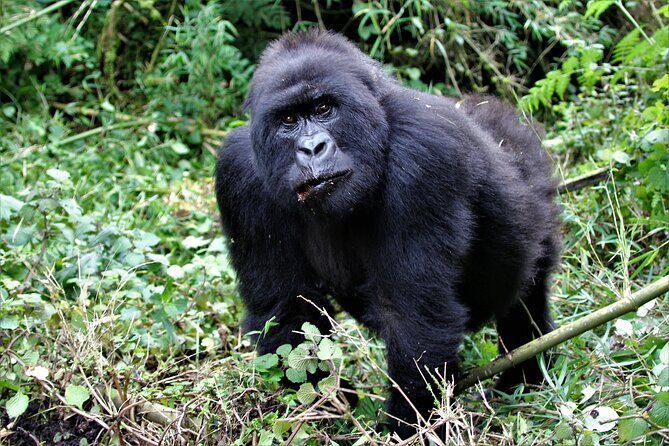 2 days Uganda Gorilla trekking - FAQ