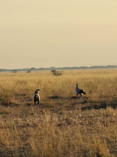 2 Days Wildlife & Bird Watching Tours to Awash National Park - Key Points