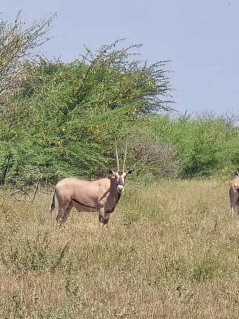 2 Days Wildlife & Bird Watching Tours to Awash National Park - An in-Depth Look at the Tour