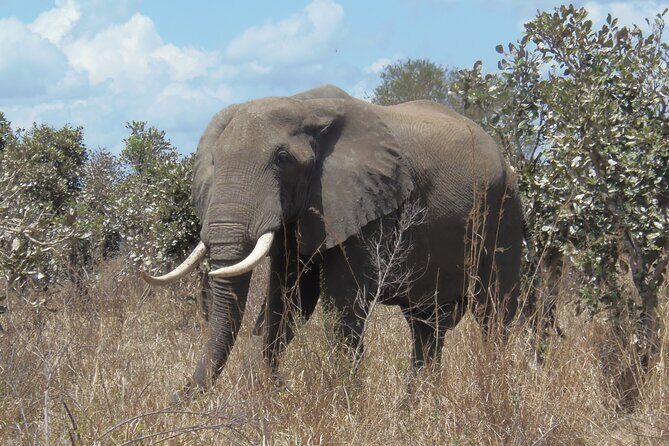 2 Days Wildlife Safari in Mikumi National Park - Key Points