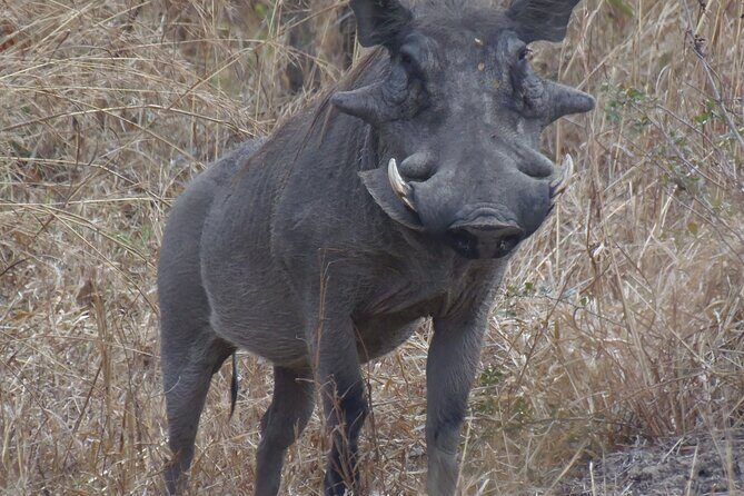 2 Days Wildlife Safari in Mikumi National Park - The Value of This Experience