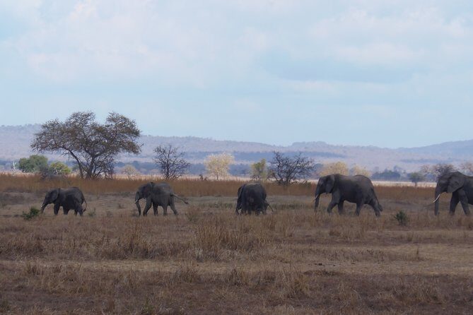 2 Days Wildlife Safari in Mikumi National Park - FAQs