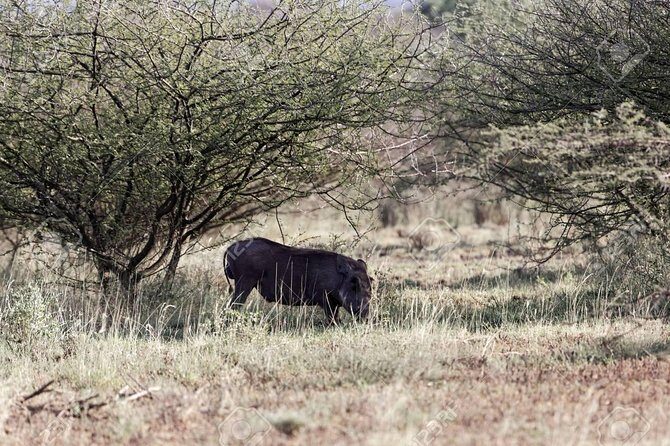 2 Days Wildlife Safari to Awash National Park - The Full Experience: What You Can Expect