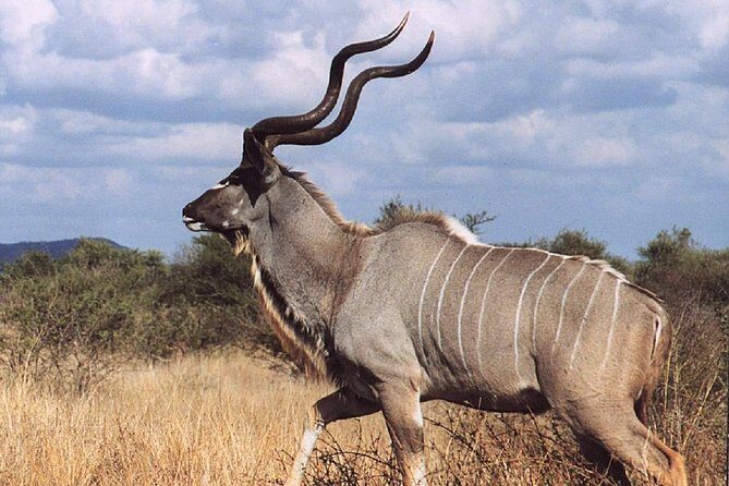 2 Days Wildlife Safari to Awash National Park - The Reality Check: Pros and Cons