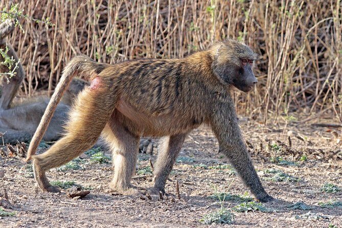 2 Days Wildlife Safari to Awash National Park - Who Will Love This Tour?