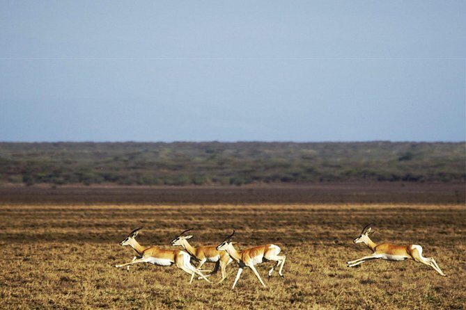 2 Days Wildlife Safari to Awash National Park - Final Thoughts