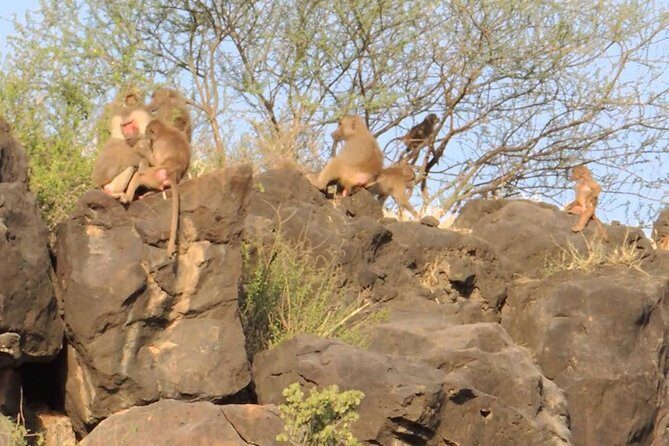 2 Days Wildlife Safari to Awash National Park - FAQ