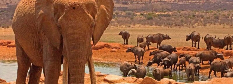2-Days Wildlife Safari to Tsavo East & Tsavo West Park - FAQ