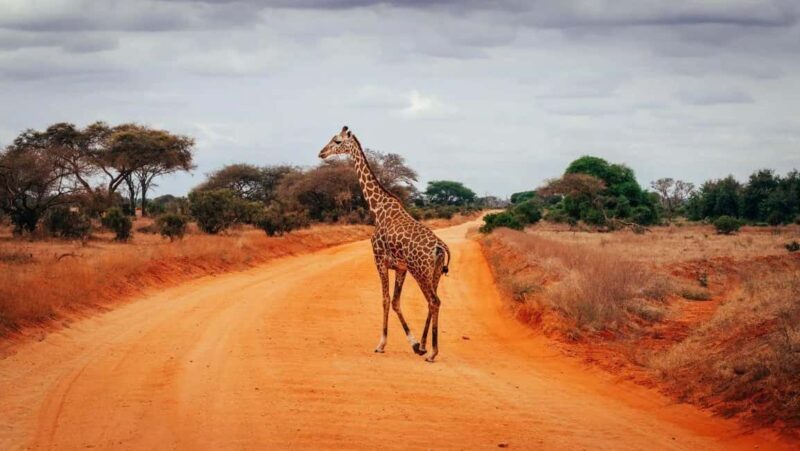 2-Days Wildlife Safari to Tsavo East & Tsavo West Park - FAQ