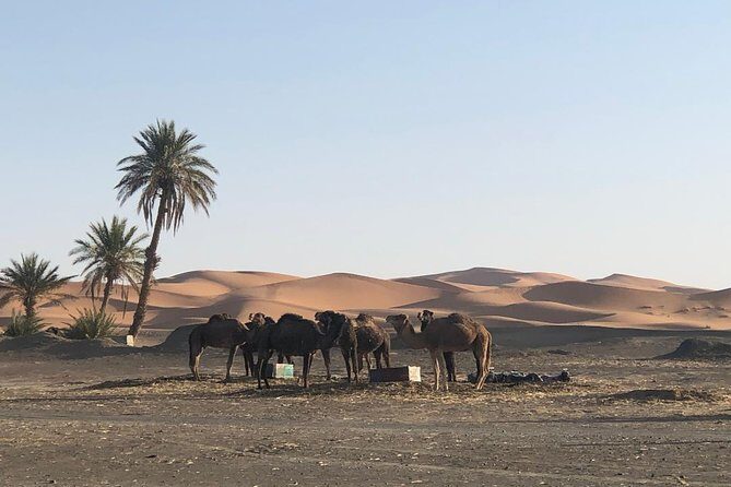 2 Days Zagoura Desert Trip from Marrakech - Camel Trek - Berber Tent - A Closer Look at the 2-Day Zagora Desert Trip