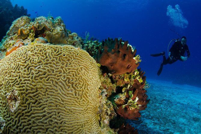 2 dives in Cozumel (for certified divers only) - Itinerary Breakdown: A Closer Look