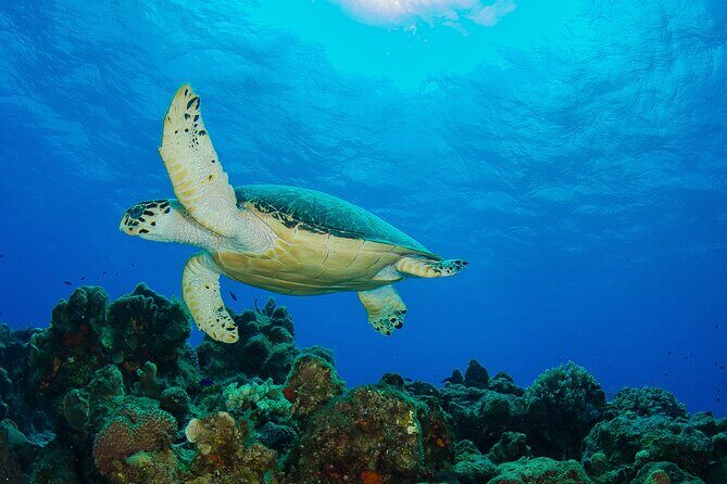 2 dives in Cozumel (for certified divers only) - The Marine Ecosystem and Guides’ Commentary