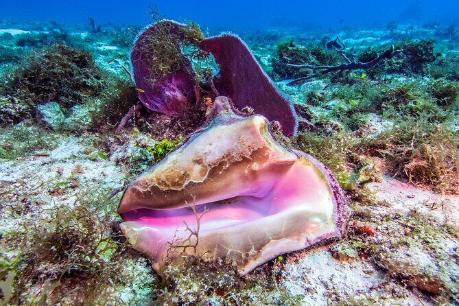 2 dives in Cozumel (for certified divers only) - Cost and Value Analysis