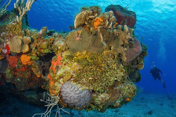 2 dives in Cozumel (for certified divers only) - Real Traveler Insights