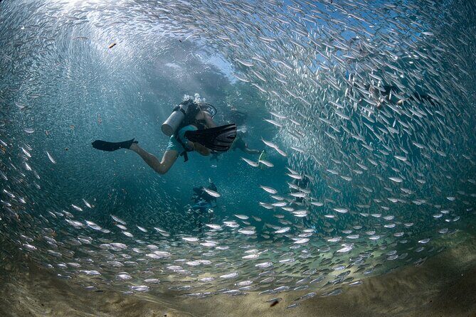 2 Dives in the Cabo Marine Park - Authentic Experiences and Authentic Reactions