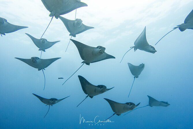 2 Dives in the morning for certified divers in Bora Bora - Why This Tour Stands Out